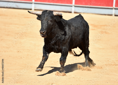 spanish bull with big horns