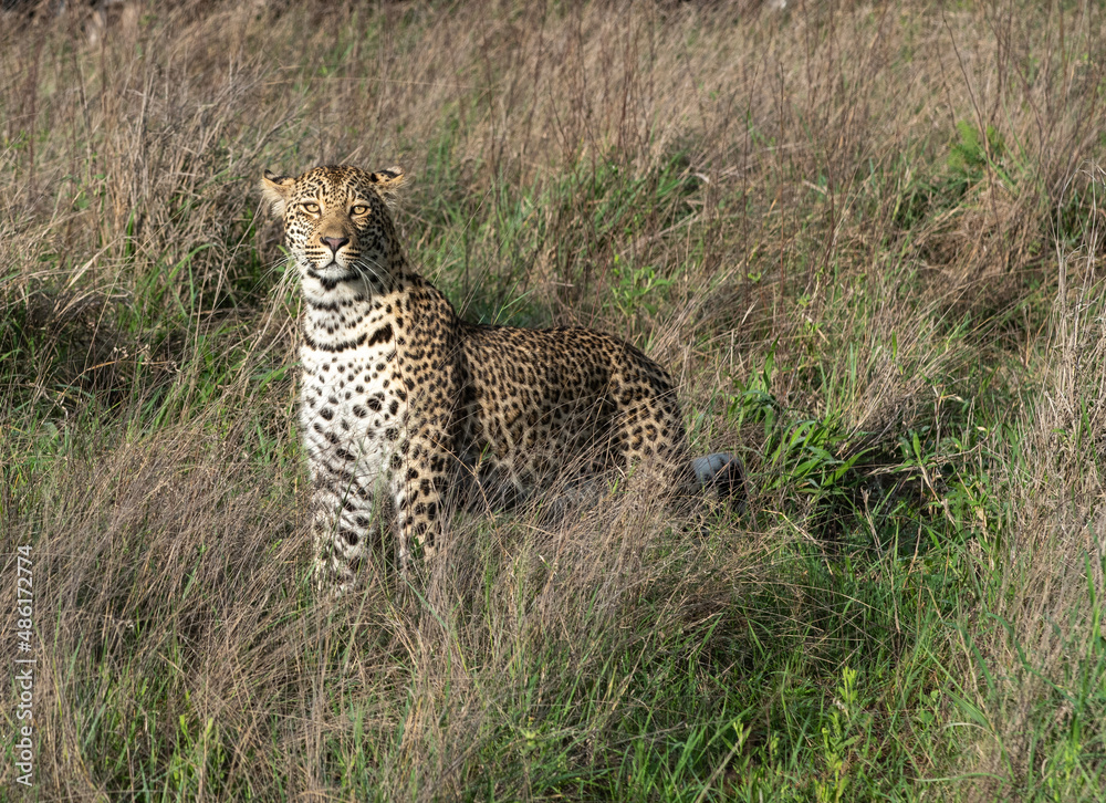 Naklejka premium African Leopard in South Africa