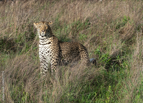African Leopard in South Africa