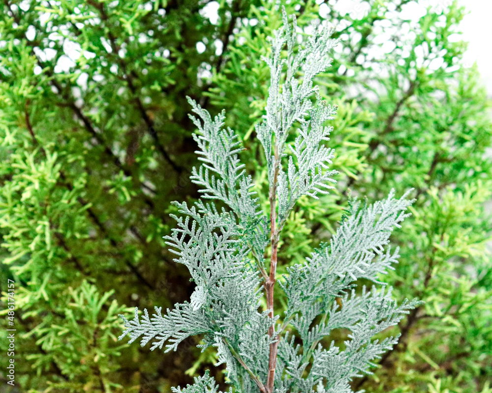 fern leaves fern leaves