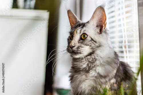 Fototapeta Naklejka Na Ścianę i Meble -  View of young Maine Coon cat