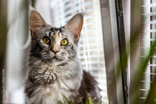 View of young Maine Coon cat