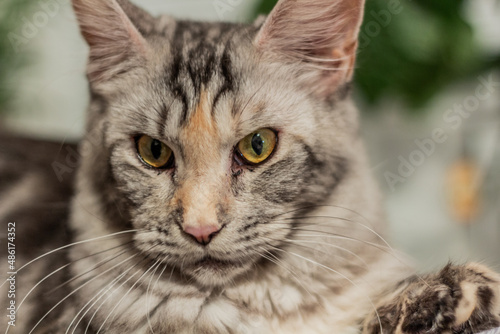 View of young Maine Coon cat