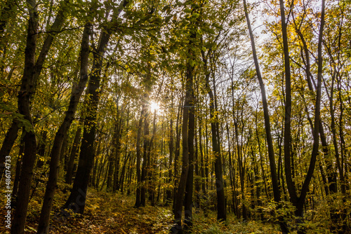 Autumn forest in Cesky kras nature protected area  Czech Republic