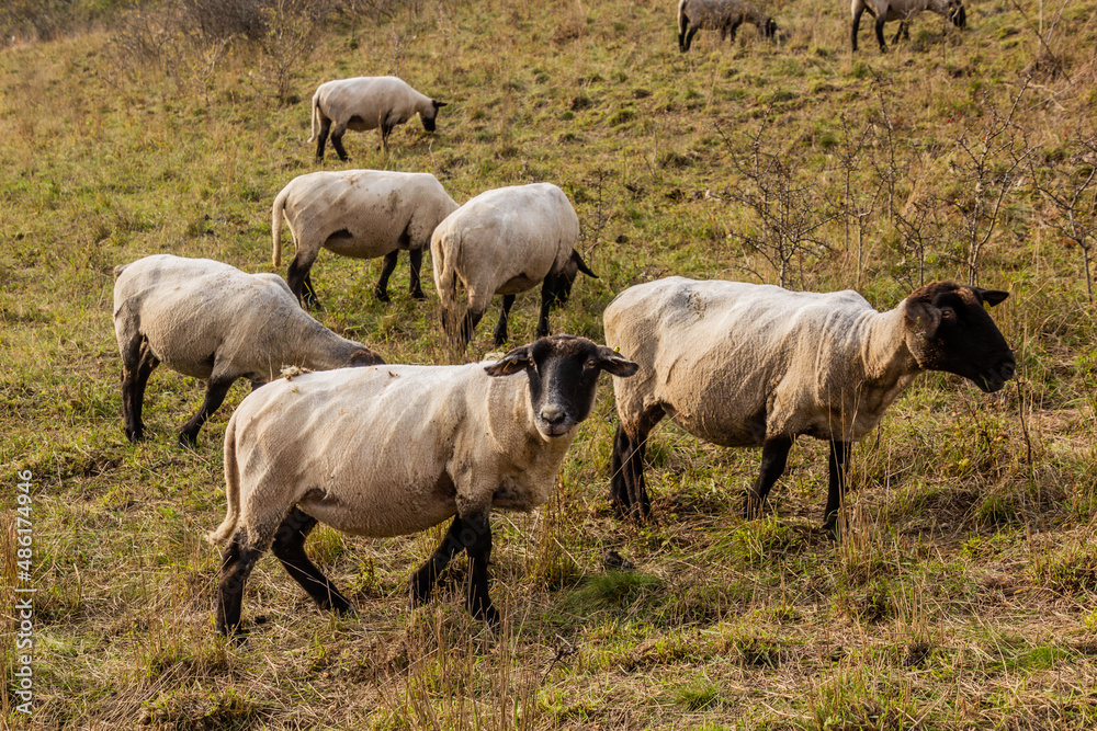 Sheep on a pasture in Cesky kras nature protected area, Czech Republic Sheep on a pasture in Cesky kras nature protected area, Czech Republic
