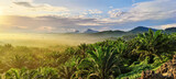 Sunrise view of palm oil plantation At Lahad Datu Sabah, Malaysia Borneo.