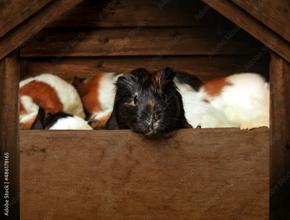 Obraz premium Super cute guinea pig aka domestic cavy inside a lovely wood pet house with their head outside looking straight to the camera. Selective focus and blurred background and part of the foreground.