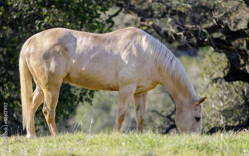White horse grazing in the meadow. Los Altos Hills  California  USA.