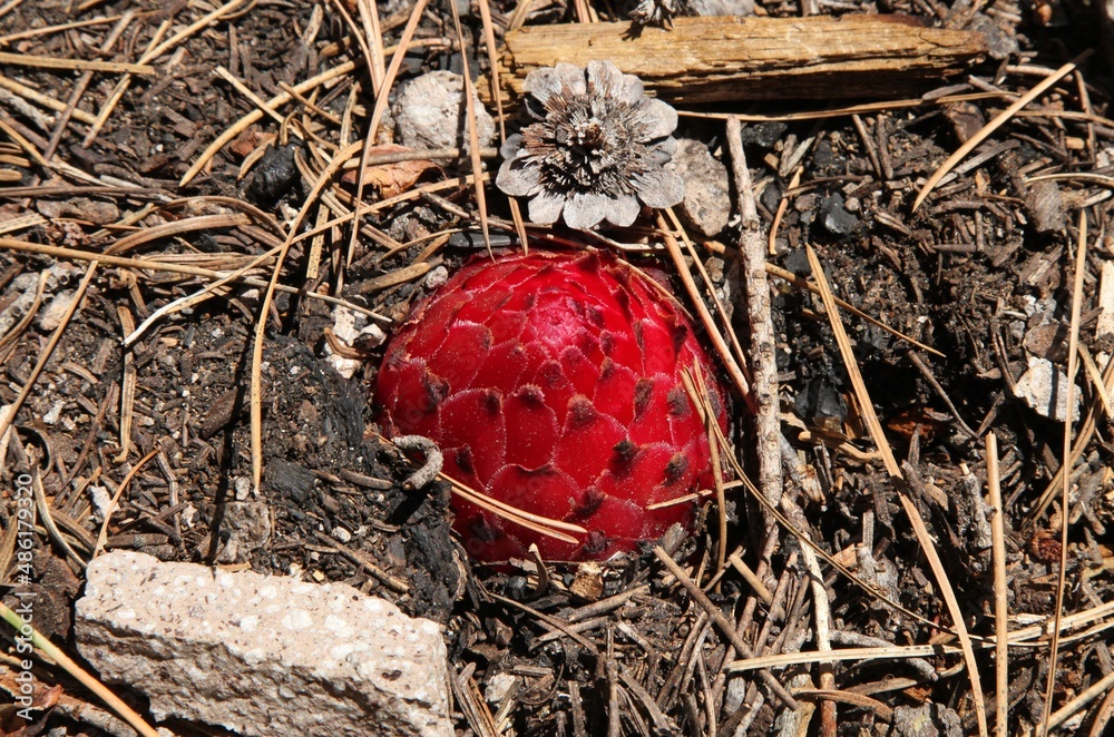 Snow Plant (Sarcodes sanguinea) in Lassen Volcanic National Park, California, a red wildflower lacking chlorophyll Snow Plant (Sarcodes sanguinea) in Lassen Volcanic National Park, California, a red wildflower lacking chlorophyll