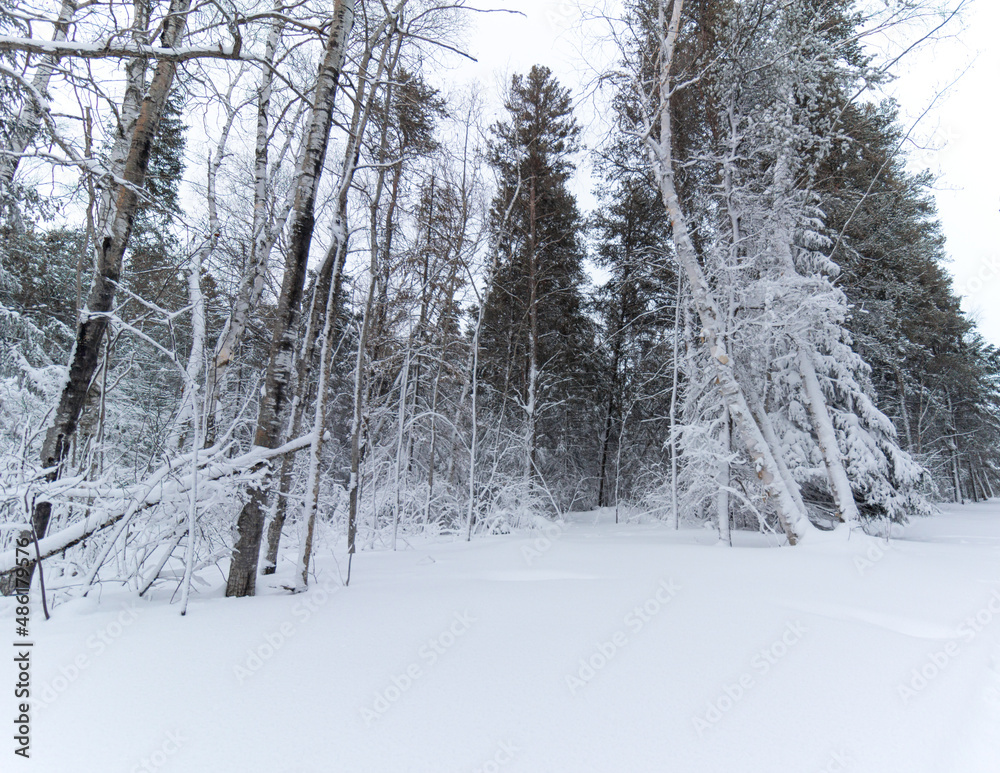 Fototapeta premium Snowy forest in the winter