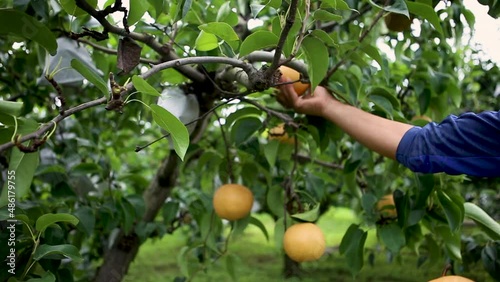 Location in Gangwon-do, South Korea
orchard Korean pear harvest