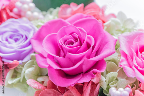 バラの花　優しい色彩の薔薇