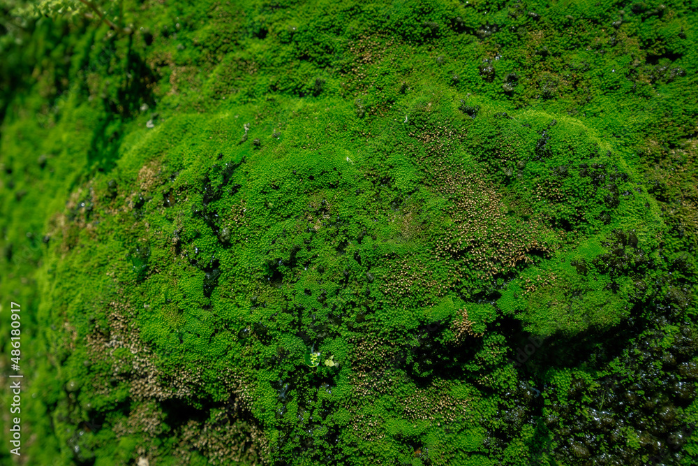 Closeup of green plant moss growth on wet rock wall surface in the forest. Textured, Nature background, wallpaper. Closeup of green plant moss growth on wet rock wall surface in the forest. Textured, Nature background, wallpaper.