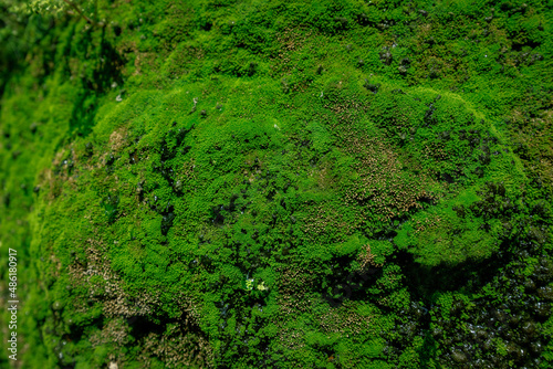 Closeup of green plant moss growth on wet rock wall surface in the forest. Textured, Nature background, wallpaper.