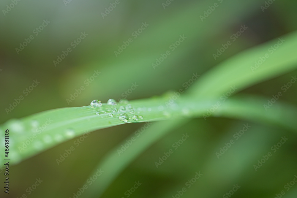 water drops on leaves nature background water drops on leaves nature background