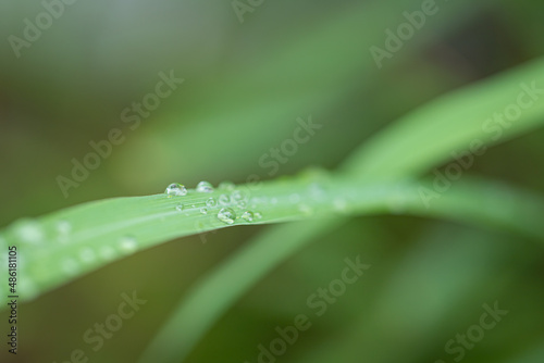 water drops on leaves nature background
