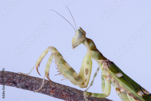 Macro image of A praying mantis (Creobroter gemmatus) isolated on white background photo