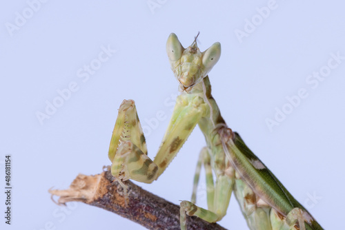 Macro image of A praying mantis (Creobroter gemmatus) isolated on white background