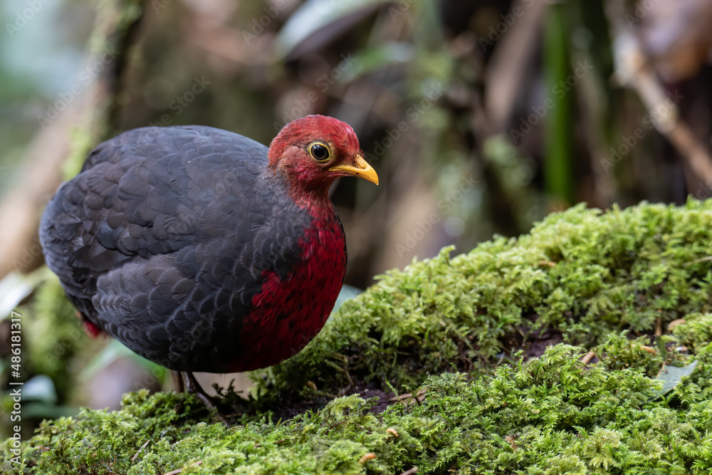 Nature wildlife bird of crimson-headed partridge on deep jungle rainforest, It is endemic to the island of Borneo Nature wildlife bird of crimson-headed partridge on deep jungle rainforest, It is endemic to the island of Borneo