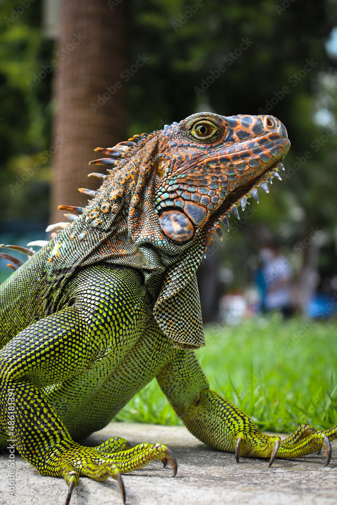Obraz premium iguana on a branch