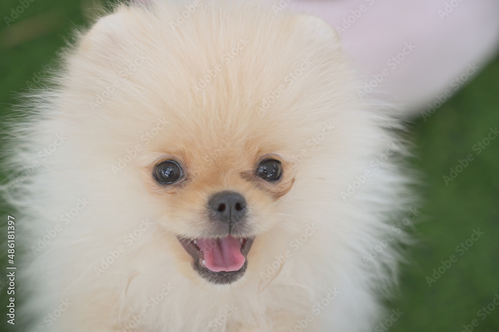 Selective focus face of cute fluffy pomeranian dog smile.Cute pet concept.