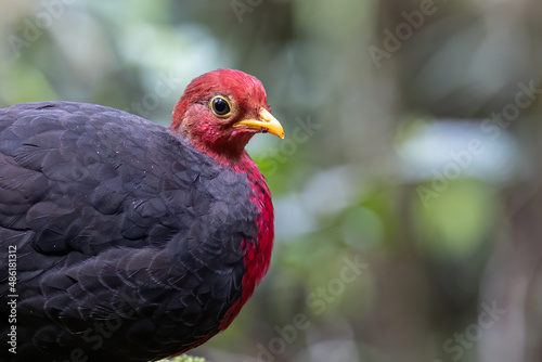 Nature wildlife bird of crimson-headed partridge on deep jungle rainforest  It is endemic to the island of Borneo