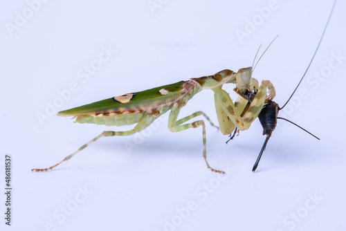 Macro image of A praying mantis (Creobroter gemmatus) having a big meal isolated on white background