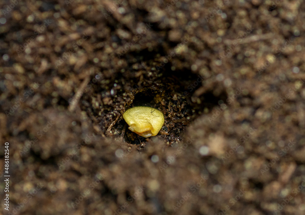 Single bell pepper seed ( Capsicum annuum) in the soil. Sweet pepper seed in the container ready to start grow.