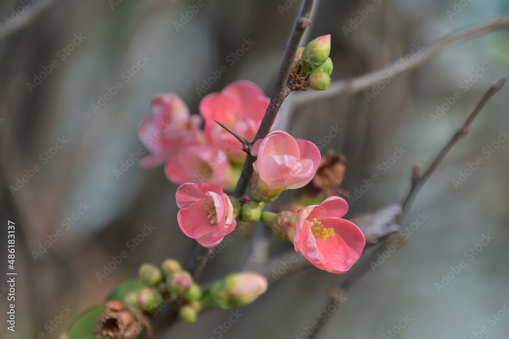 ボケの花