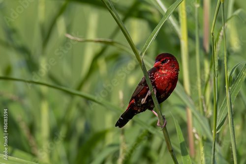 Nature wildlife image of Male Red Avadavat (Amandava amandava) sitting on a green grass