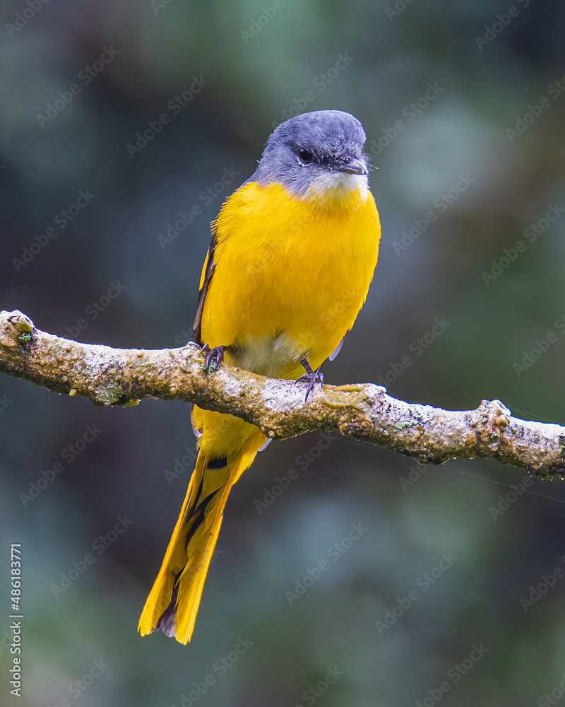 The pretty female Grey-chinned Minivet posing on a branch The pretty female Grey-chinned Minivet posing on a branch