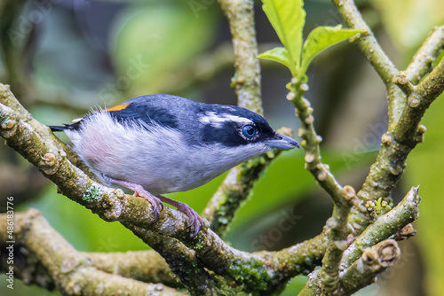 Beautiful Blyth's Shrike-babbler (Pteruthius aeralatus) bird standing on a branch photo