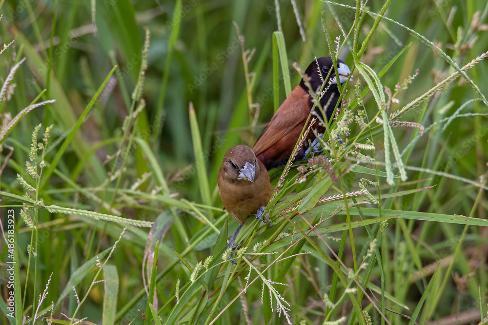 Beautiful small bird Chestnut Munia standing on the grasses with nature background Beautiful small bird Chestnut Munia standing on the grasses with nature background