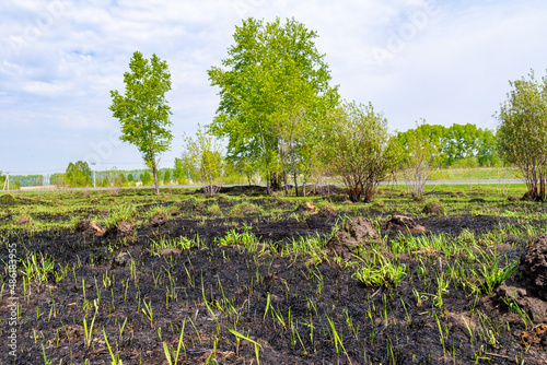 Foto bushes and young trees that survived the fire, rare green vegetation appears amo