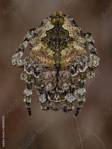 Small Orbweaver Spider photo