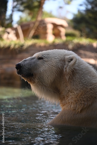 polar bear in the zoo