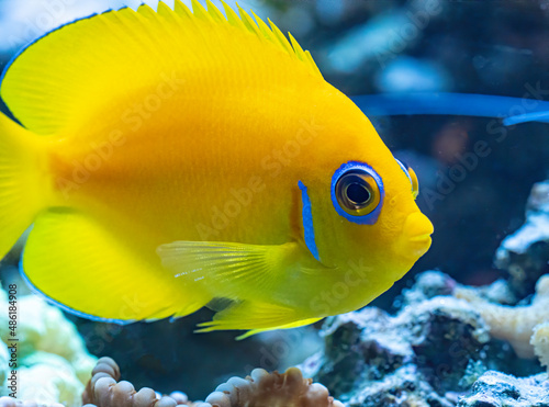 Lemon peel angelfish swims above a coral reef 