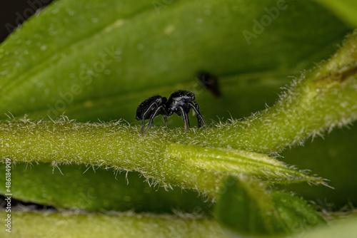 Small Black Jumping Spider photo