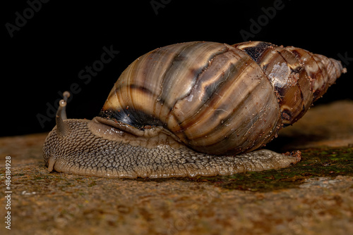 Common Land Snail photo