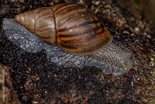 Small Helicinan Snail photo