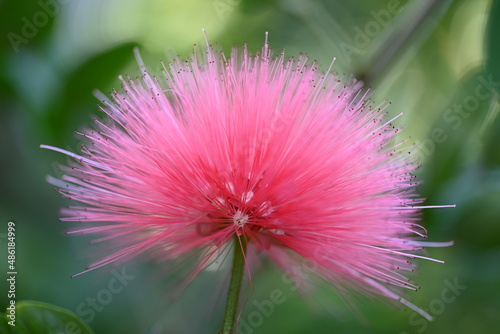 flower of a thistle