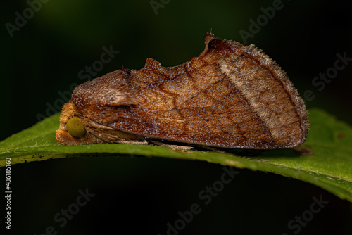 Adult Fruit-piercing Moth photo