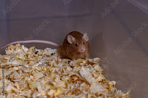 Small House Mouse photo