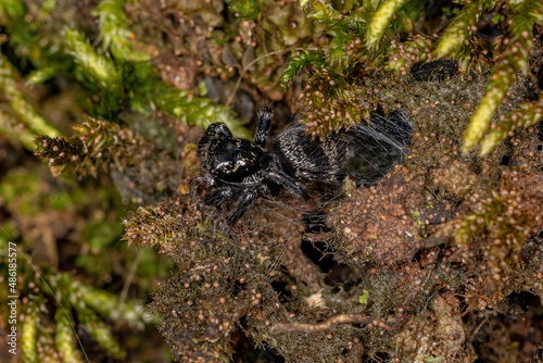 Small jumping spider photo