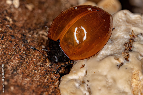 Adult Pleasing Fungus Beetle photo