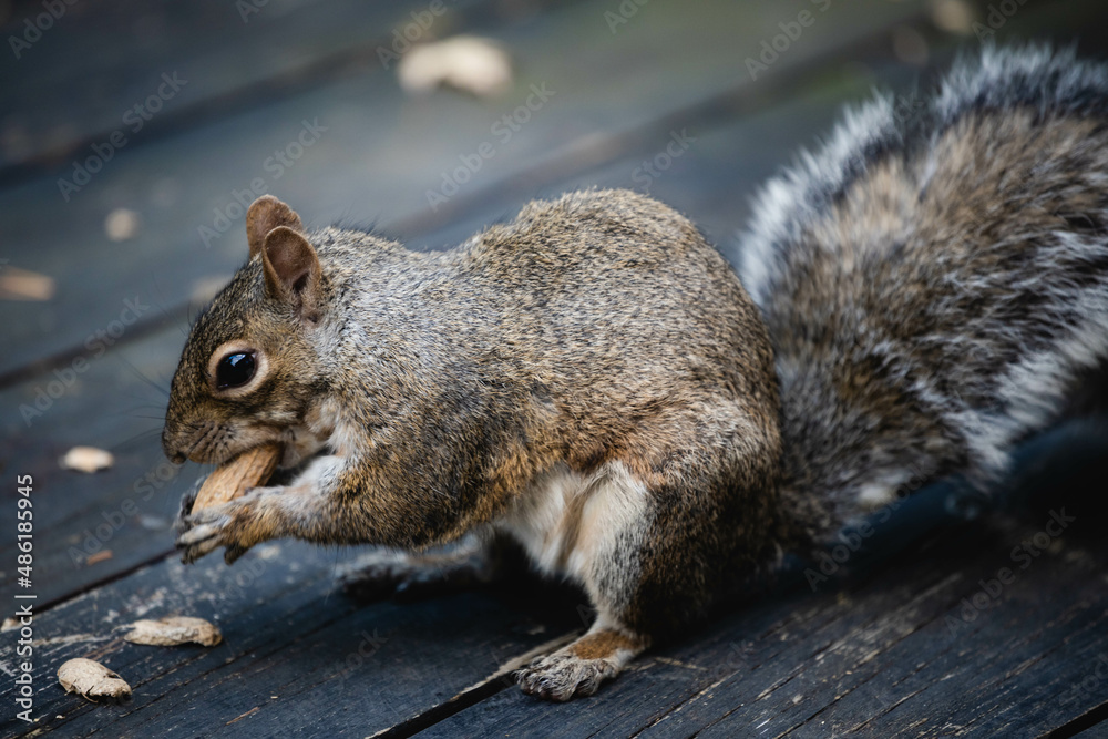 Obraz premium squirrel eating nut