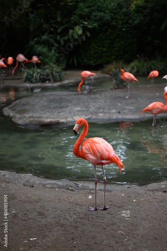 pink flamingo in the water