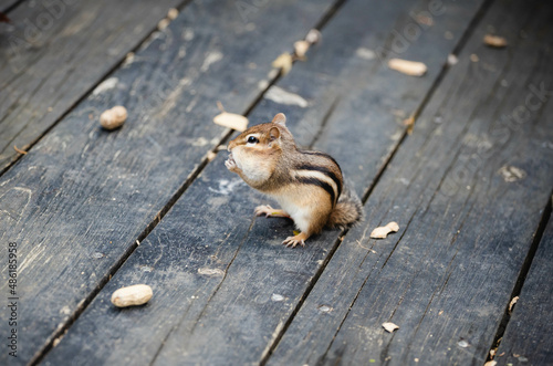 chipmunk, Marmotini eating in the park