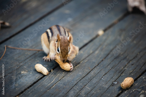 chipmunk, Marmotini eating in the park
