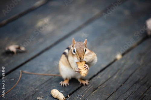 chipmunk, Marmotini eating in the park